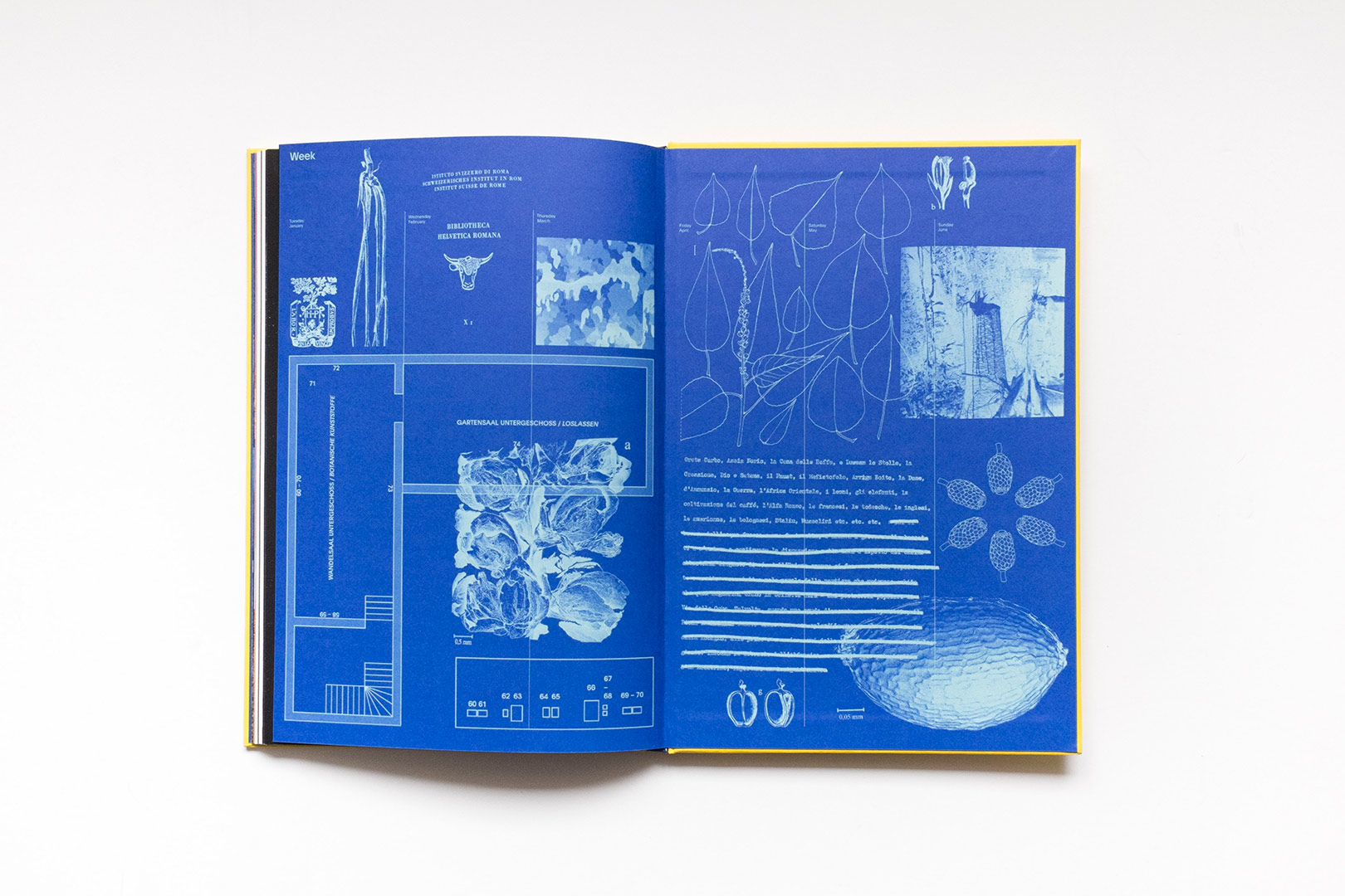 Donatella Bernardi – Into your solar plexus | Humboldt Books