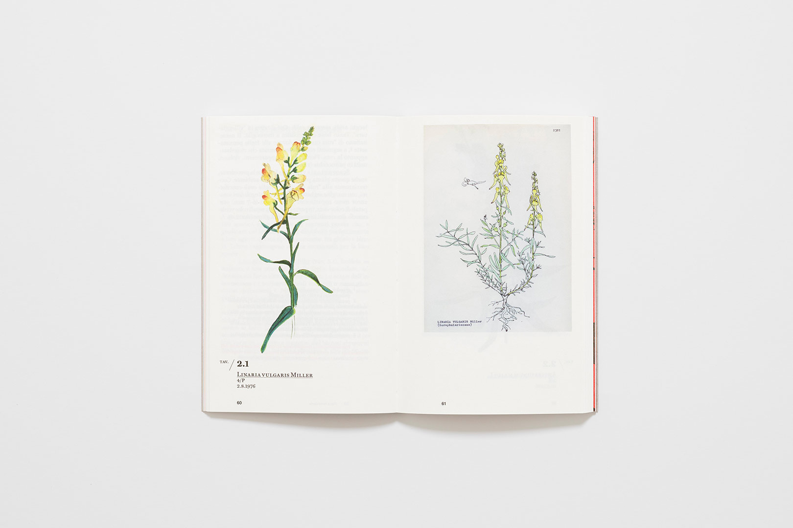 Ernesto Schick – Flora Ferroviaria | Humboldt Books